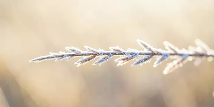 Frost Light