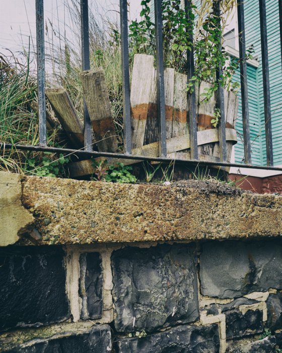 Falling Down - Newfoundland art print