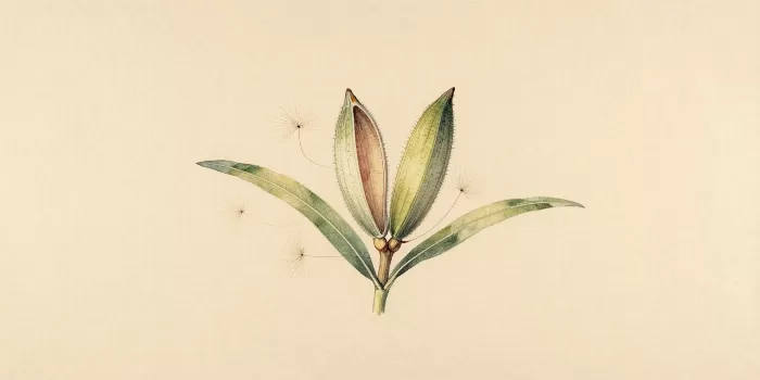 Milkweed Drift