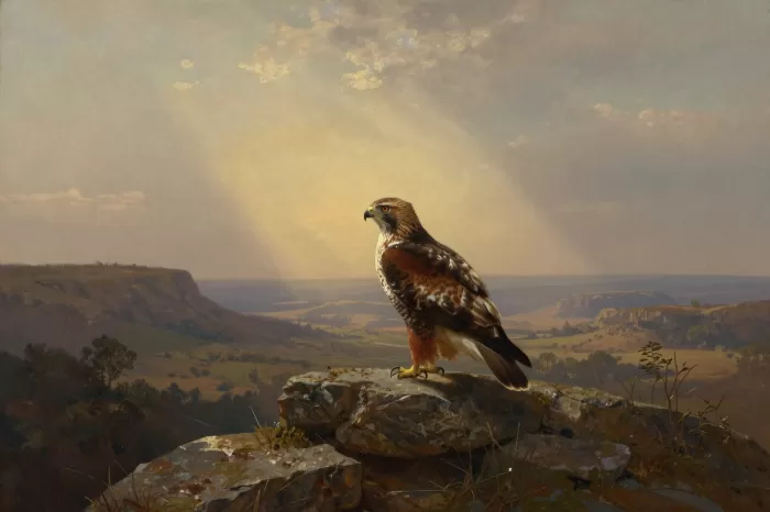 Hawk's Domain