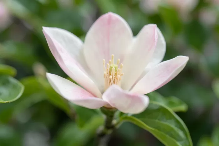 Creamy Petals