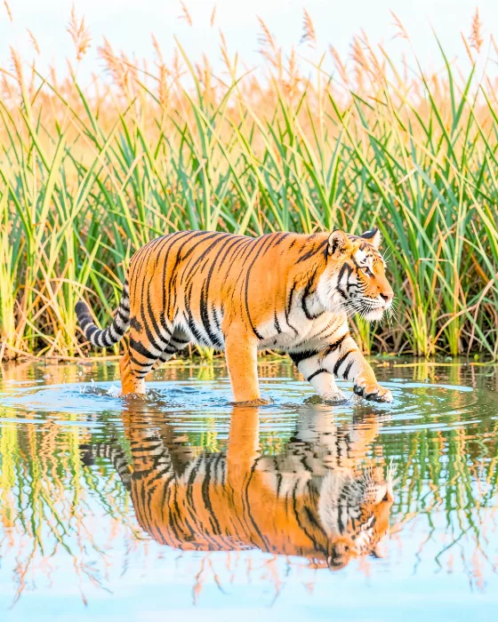 Tiger Reflection