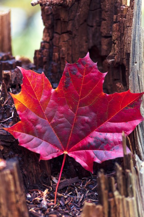 Fallen Leaf - Newfoundland art print