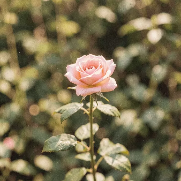 Vintage Bloom