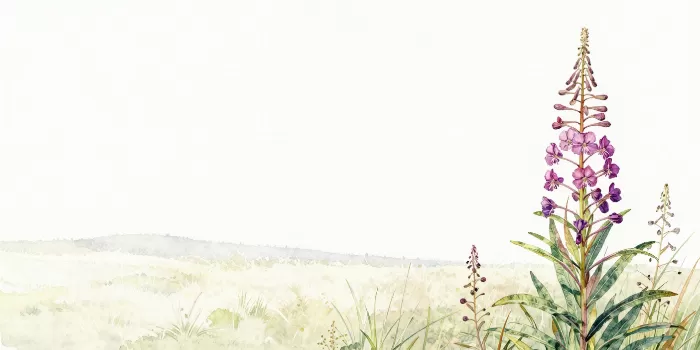 Summer Fireweed
