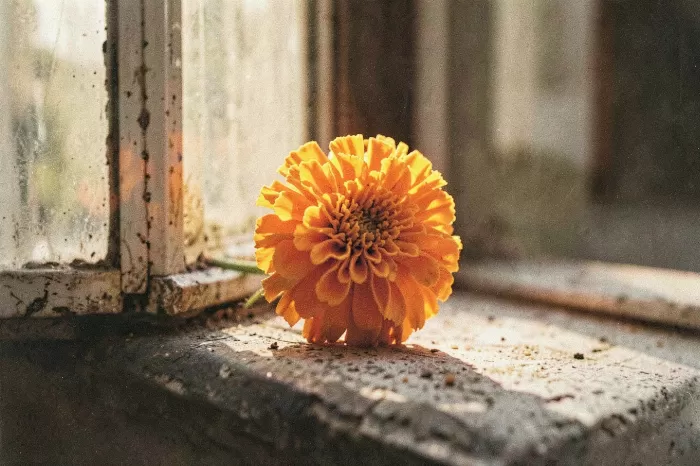 Faded Bloom