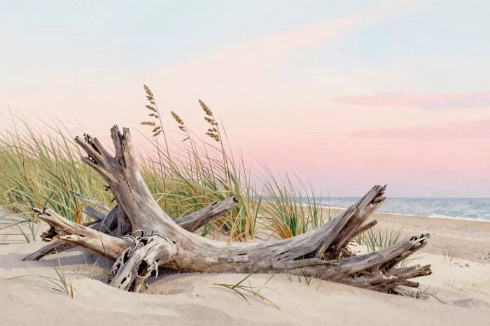 Driftwood Dunes