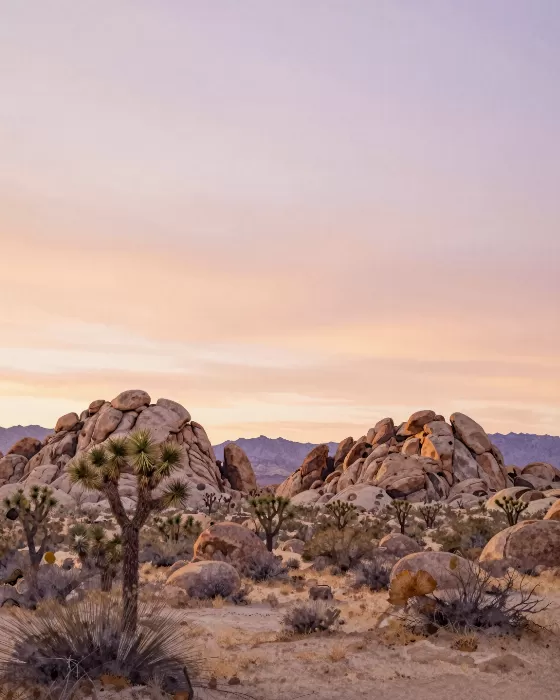 Mojave Light