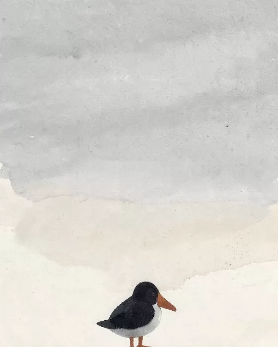 Puffin Wash