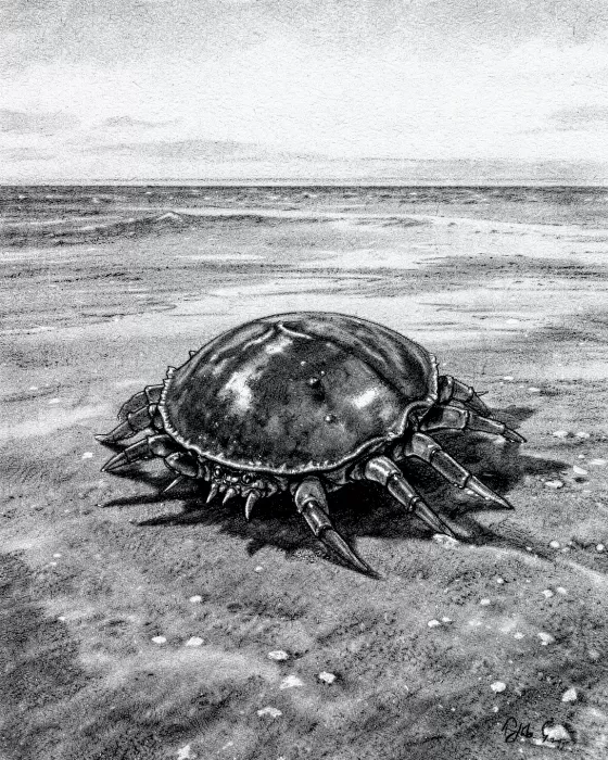 Shore Sentinel