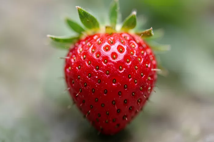 Berry Surface