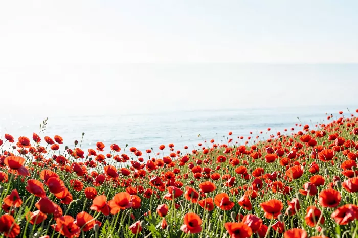 Poppy Coast