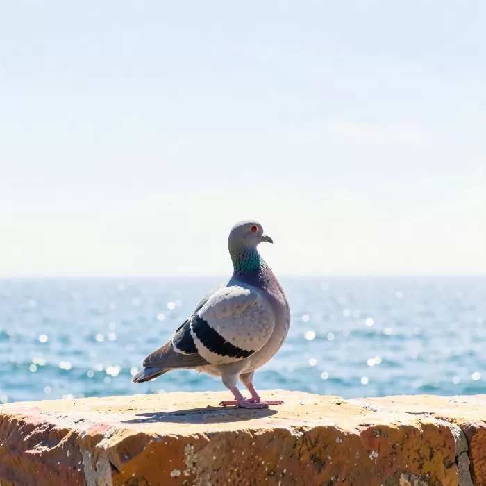 Shore Pigeon