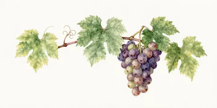 Ripening Grapes
