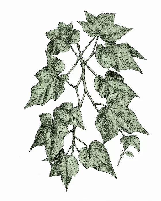 Boston Ivy