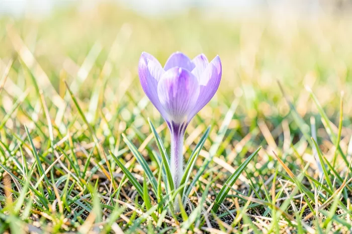 Prairie Crocus IV