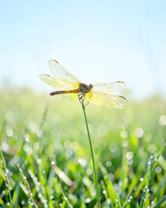 Dragonfly Dawn