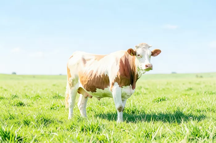Gentle Grazer