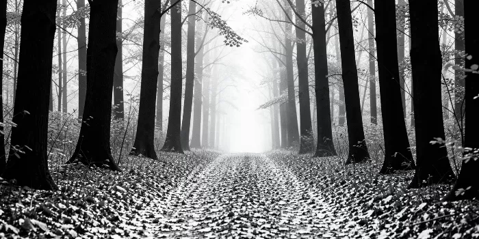 Autumn Veil