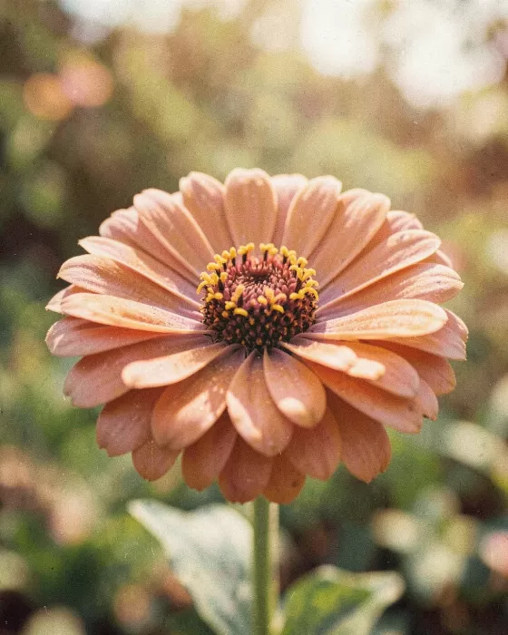 Dusty Petals