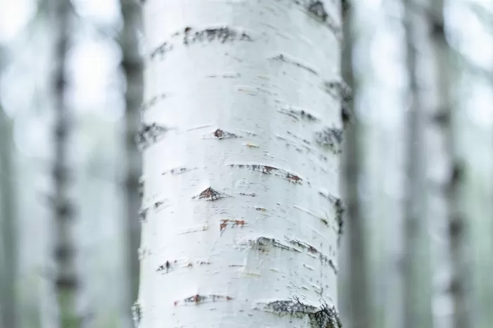 Whispering Bark