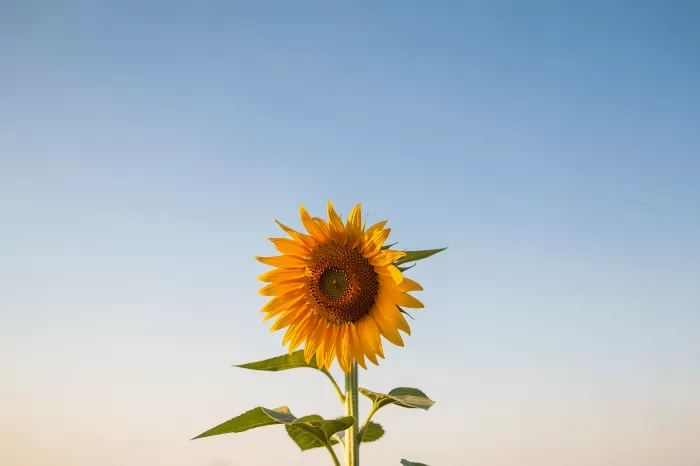 Sunlit Solitaire