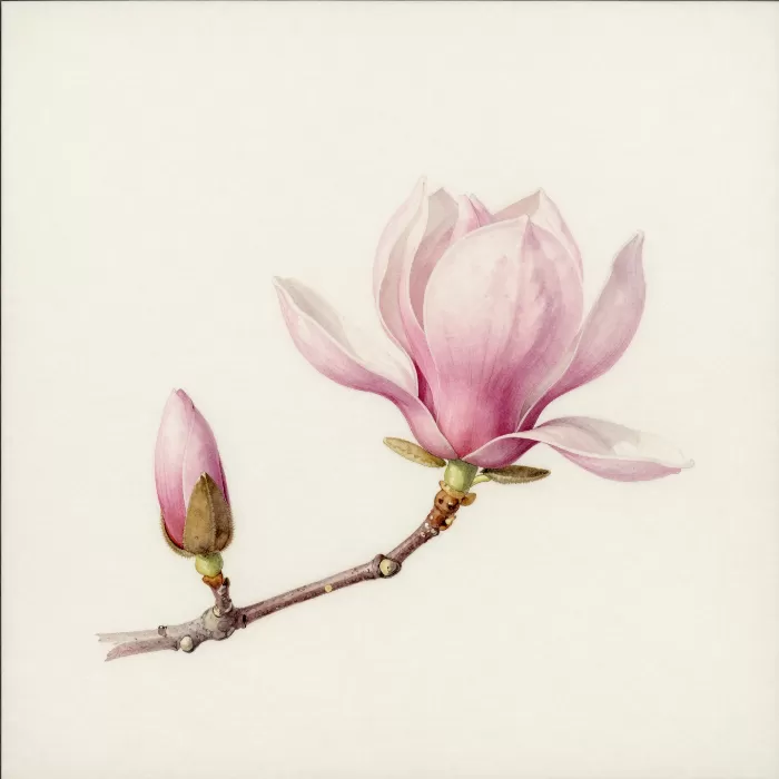 Magnolia Branch