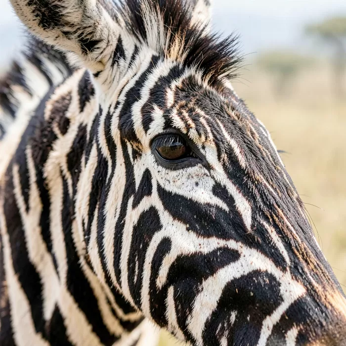 Striped Gaze