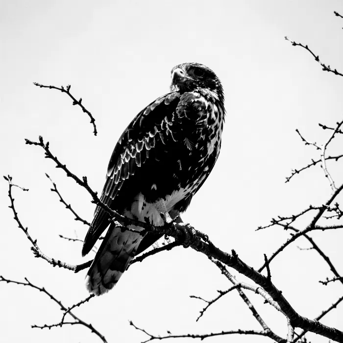 Hawk Rising