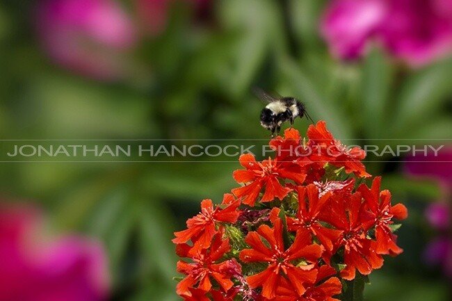 Botanical Bee - Newfoundland art print