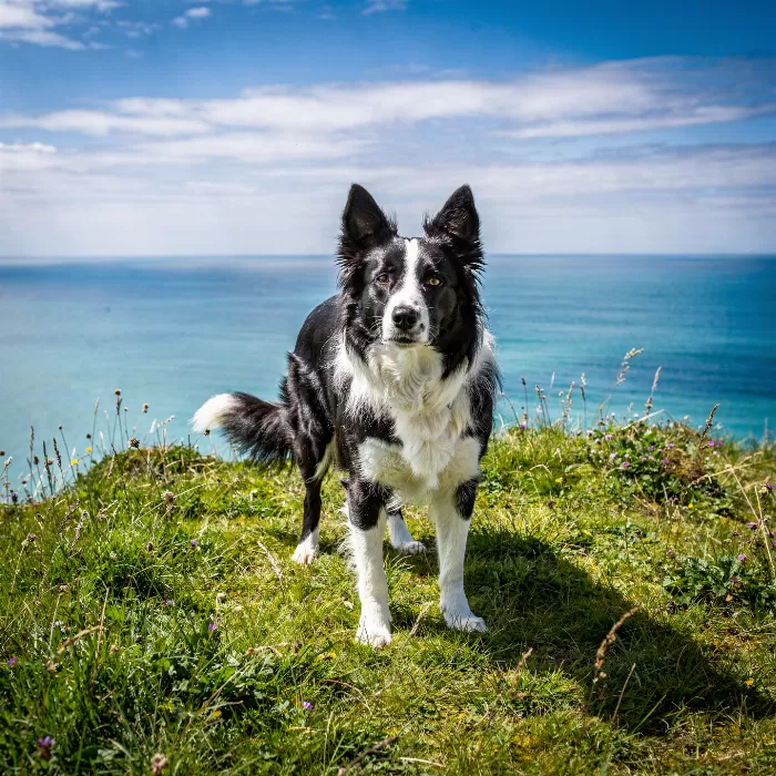 Clifftop Collie