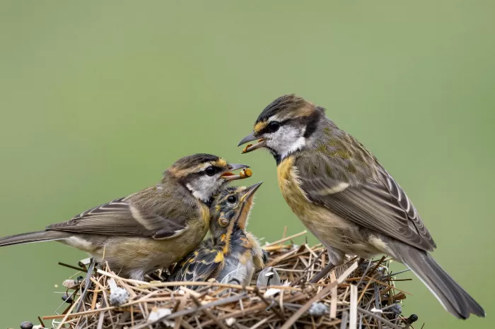 Feeding Time