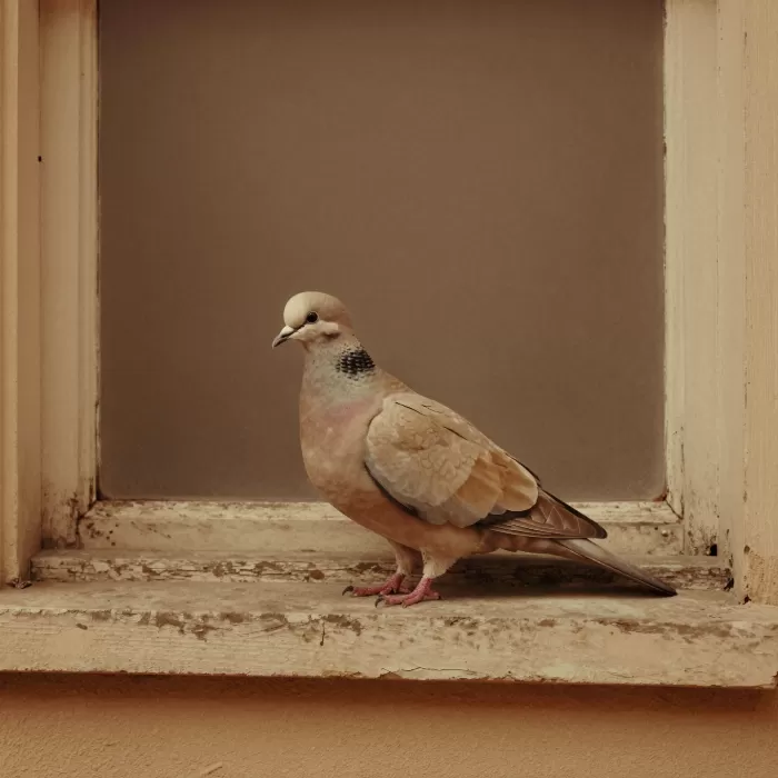 Dove At Dusk