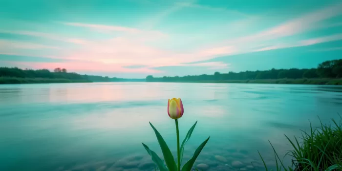 Rose Drift