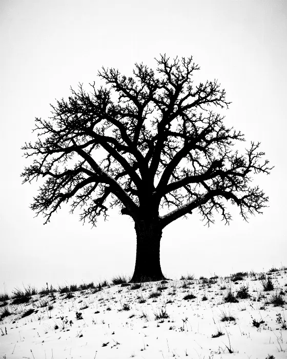 Bur Oak Winter