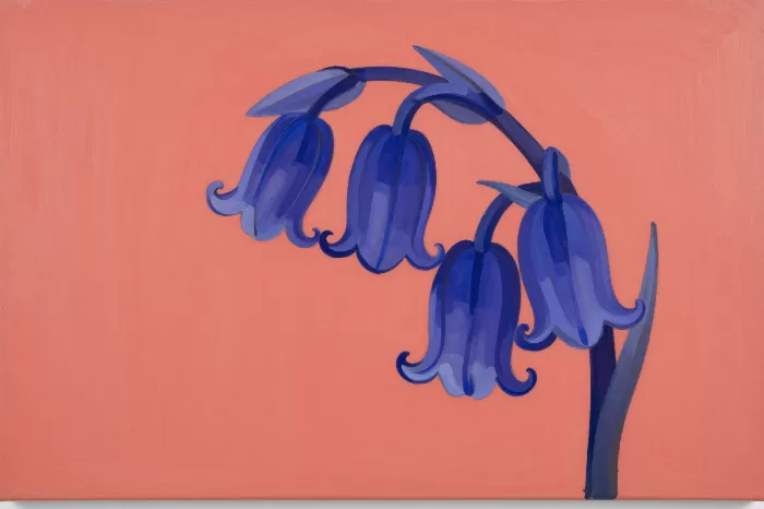 Coral Bluebell