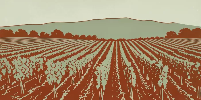 Vineyard Rows
