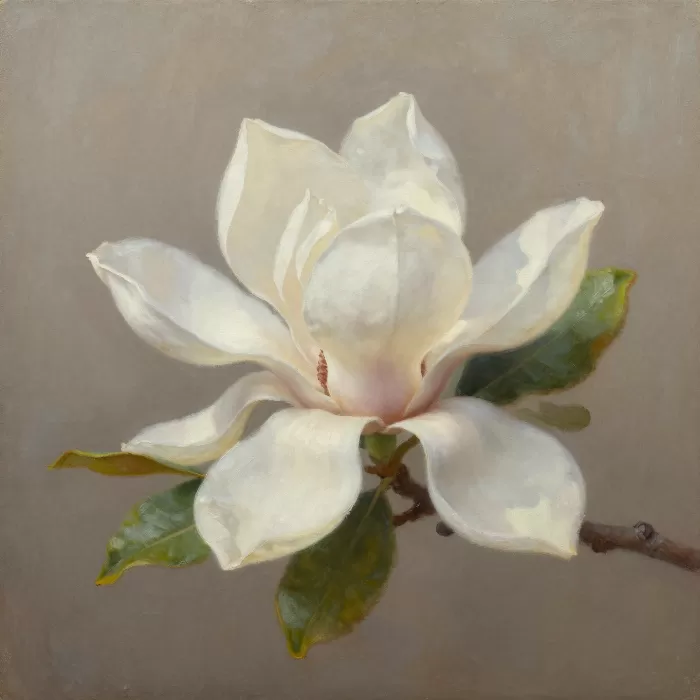 Magnolia Light II