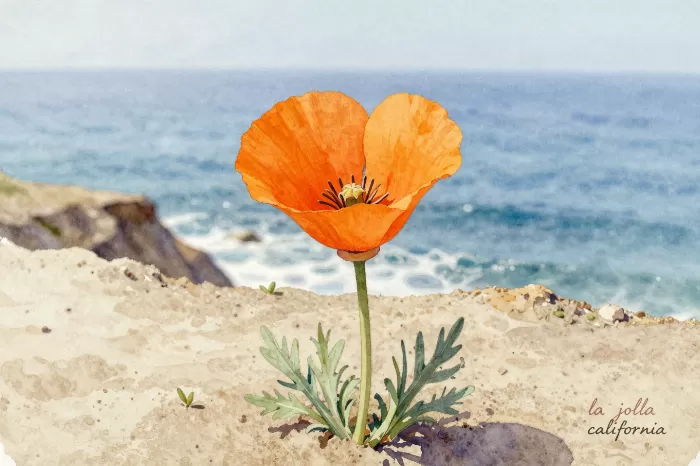 Coastal Poppy