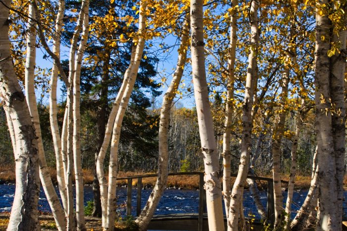 Fall At The River - Newfoundland art print