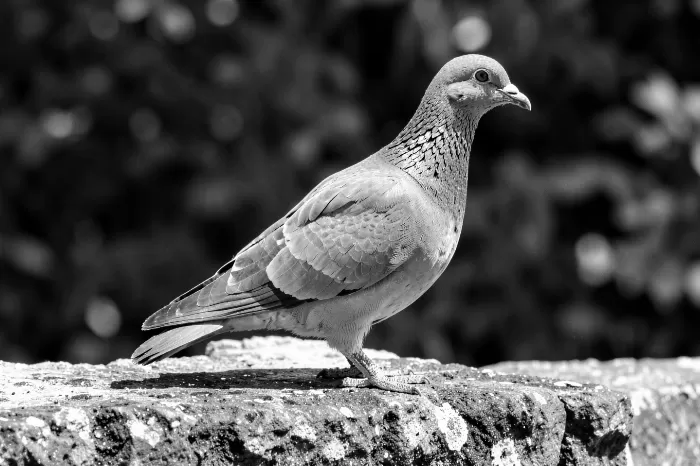 Stone Sentry