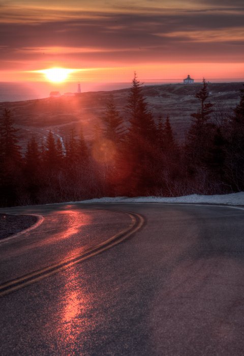 Wake Up Call - Newfoundland art print