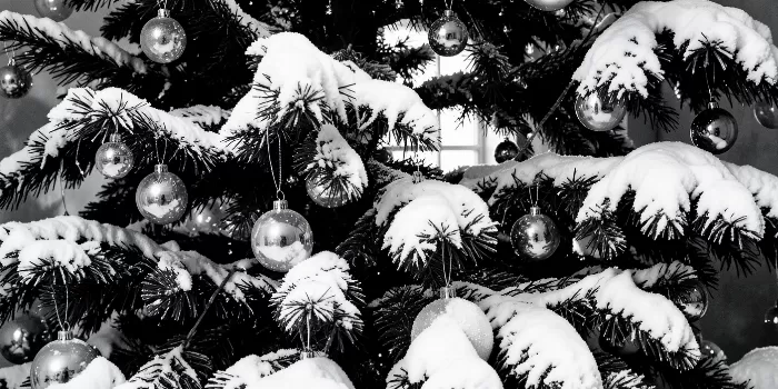 Frosted Fir