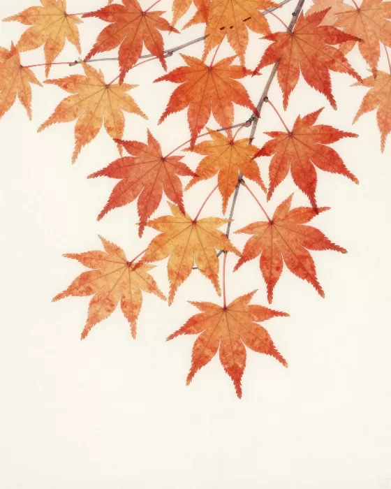 Amber Crimson