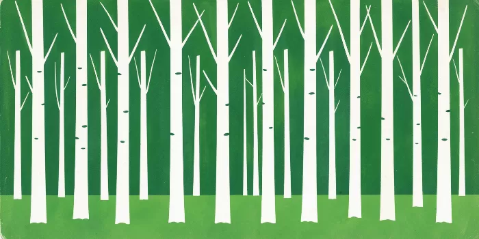 Tall Birches
