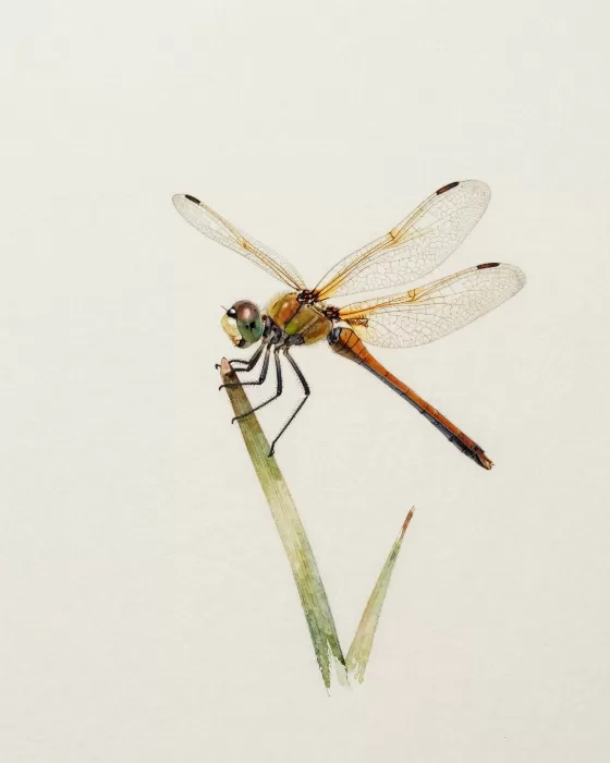 Dragonfly Study