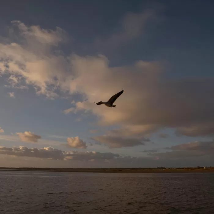 Lone Goose