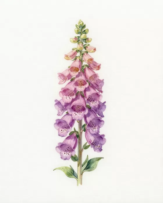 Soft Foxglove
