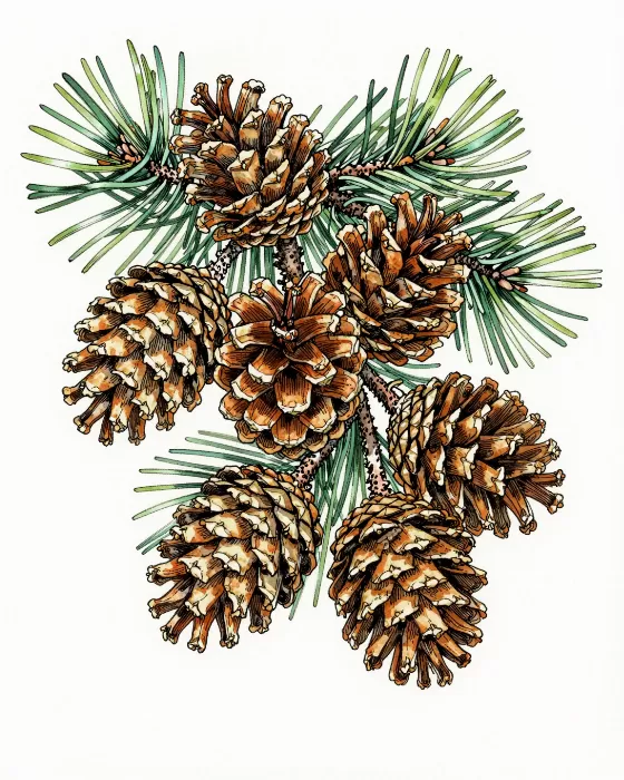 Rust Cones