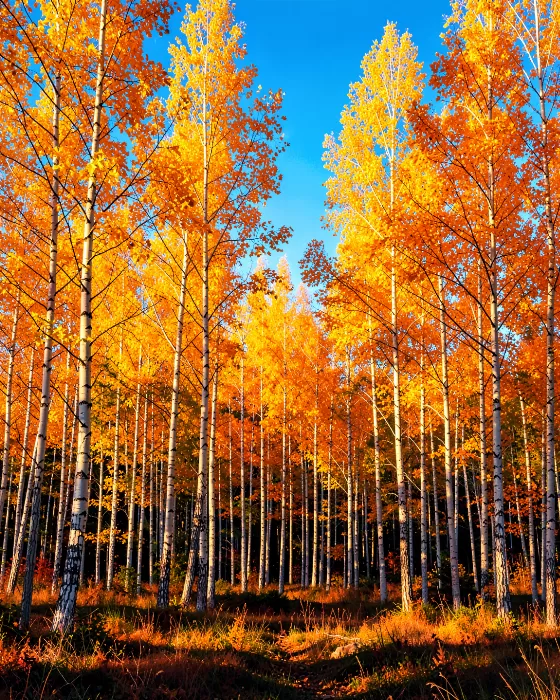 Autumn Light